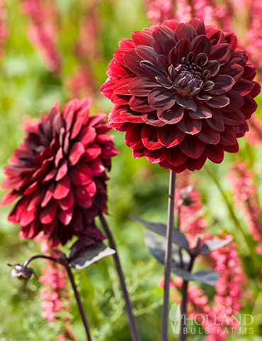 Arabian Night Decorative Dahlia 