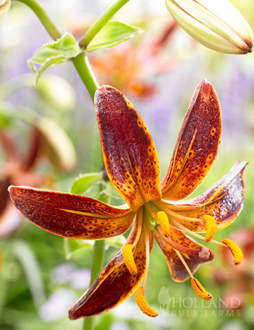 Arabian Night Martagon Lily 