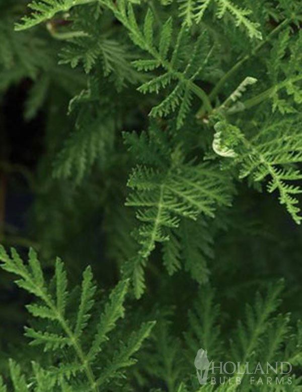 Artemisia SunFern Olympia Pre-Potted Duo