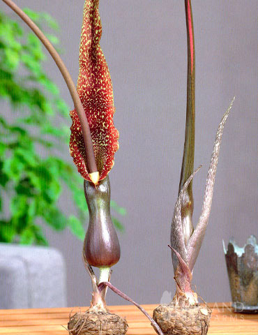 Arum Cornutum - Voodoo Lily - 78122