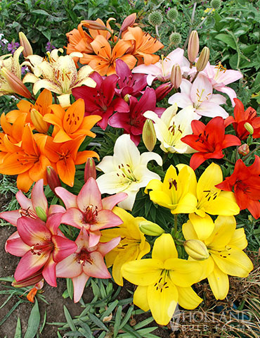 Asiatic Lily Mix 