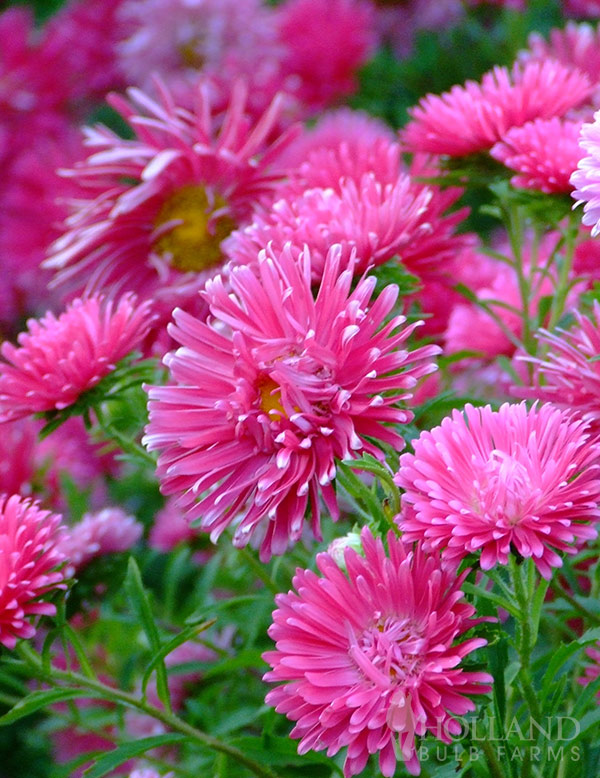 Aster Magic Pink Pre-Potted