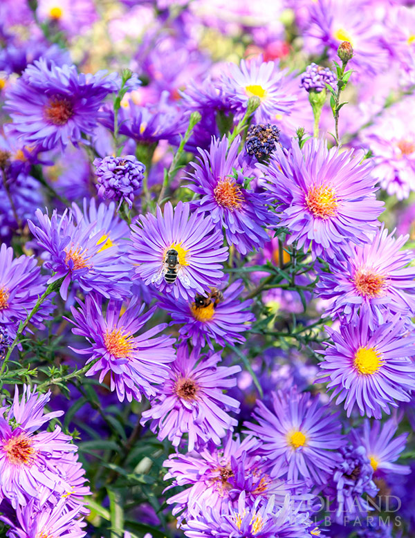 Aster Magic Pre-Potted Duo