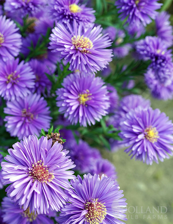 Aster Magic Purple Pre-Potted
