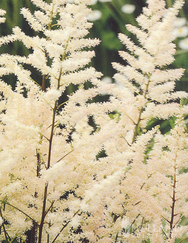  Astilbe Collection - 77315