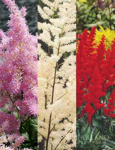Astilbe Collection - 77315