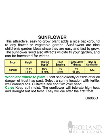 Sunflower Autumn Beauty - 75666