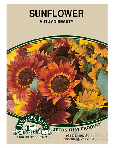 Sunflower Autumn Beauty - 75666