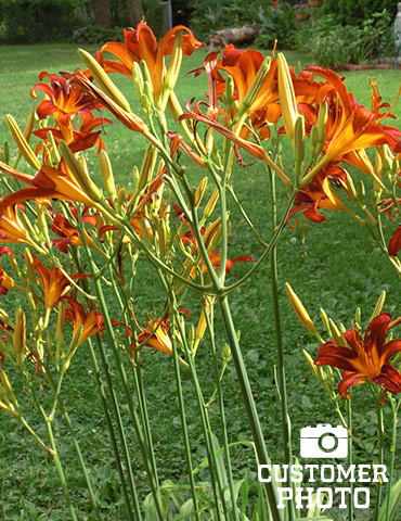Autumn Red Daylily - 77366