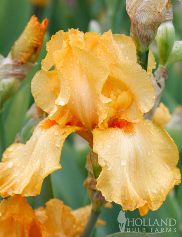 Avalon Sunset Bearded Iris - 85186