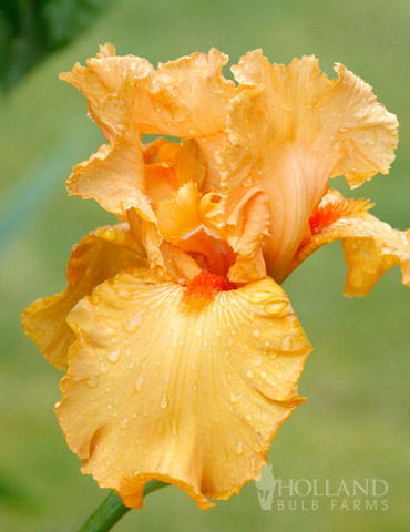 Avalon Sunset Bearded Iris