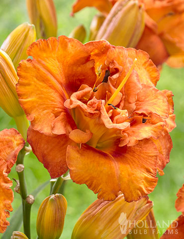 Awesome Luck Daylily - 77540