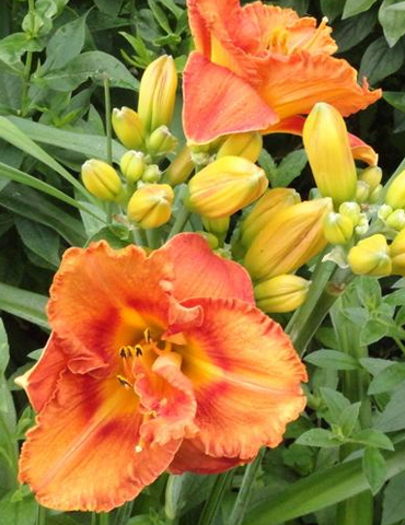 Awesome Luck Daylily - 77540