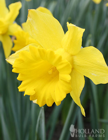 BULK Jumbo King Alfred Daffodil - 100 Bulbs Large King Alfred Daffodil, Jumbo Yellow Daffodils, Large Quantity Bulbs