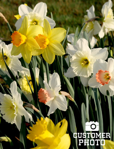 BULK Mixed Daffodils 225-250 bulbs - 82004