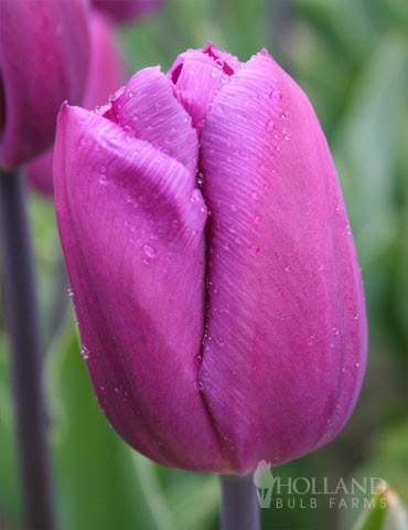 BULK Purple Triumph Tulips - 1000 Bulbs - 88062