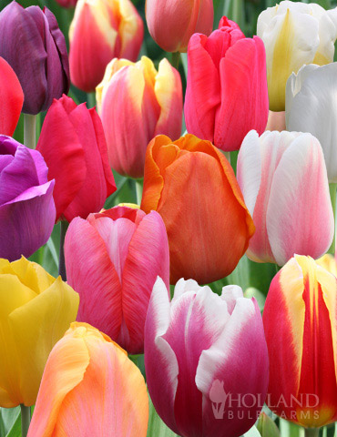 Tulip Flower Bulbs Perennial Rainbow Mix Assorted Color Impressive Spectacular
