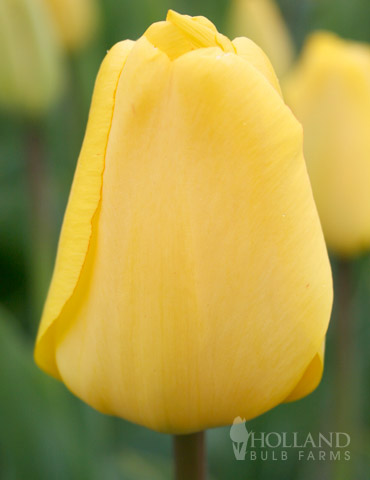 BULK Yellow Tulips -1000 Bulbs 