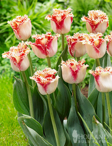 Ballroom Fringed Tulip fringed tulips, fringed tulips care, fringe tulip flower, ballroom fringed tulips, orange tulips, orange tulips bulbs, beautiful tulip, orange tulips season
