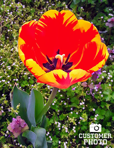 Banja Luka Darwin Hybrid Tulip - 88176