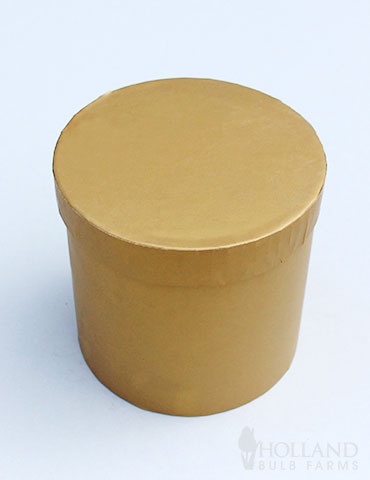 Burgundy Potted Amaryllis Gift Box - Gold Round - 92216