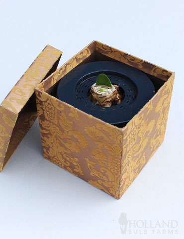 Burgundy Potted Amaryllis Gift Box - Gold Square - 92217