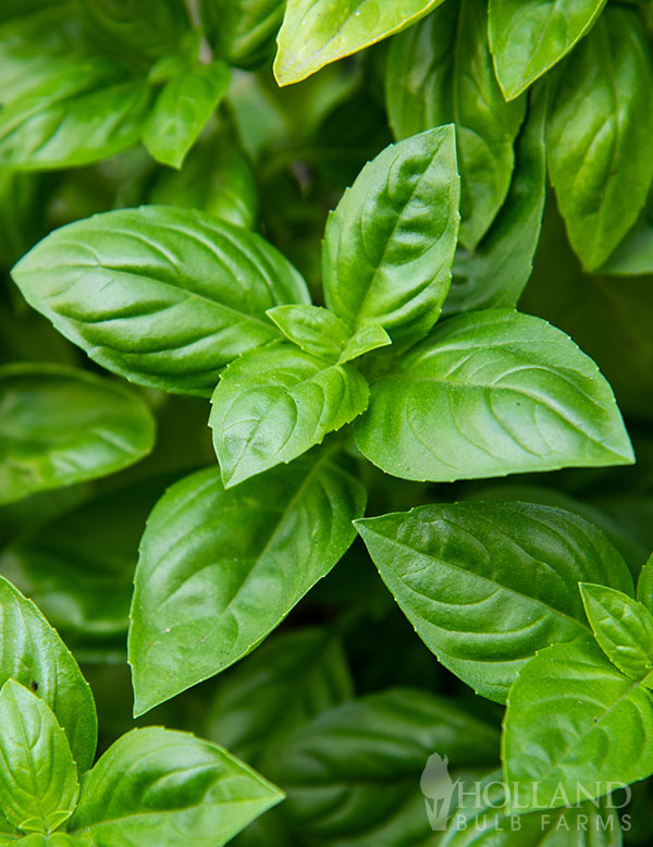 Basil Sweet Italian Large Leaf Plant Start Trio
