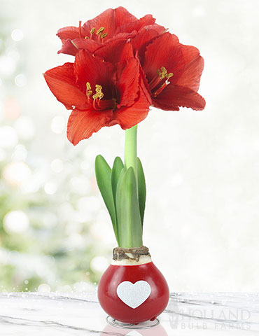 Be Mine Waxed Amaryllis Red Waxed Amaryllis, Holiday Decor, Special Occasion Gift, Hand-Dipped in Wax