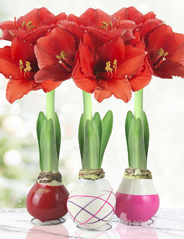 Be My Valentine Waxed Amaryllis Collection (3-Pack) - 92207