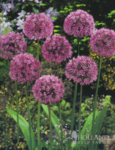 Set Pick fioritura ARTE Fiore 32 cm BIANCO 301122-40 f16 6 x Allium 6tlg 
