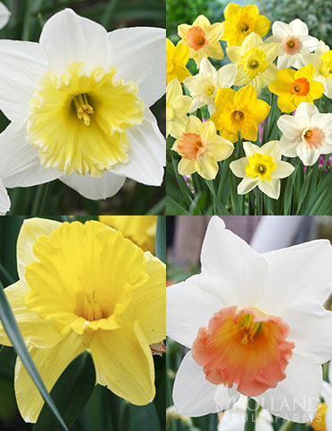 Beginner Daffodil Collection daffodils, easy to grow bulbs, deer resistant bulbs, beginner garden ideas, new to gardening, fall planted bulbs