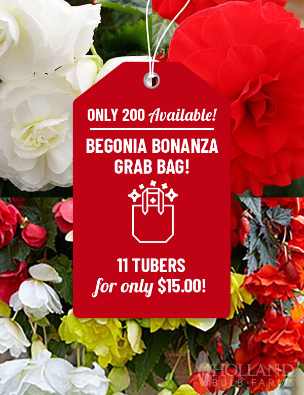 Begonia Bonanza Grab Bag