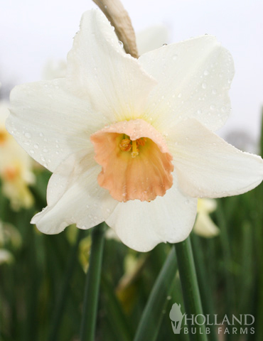 Bell Song Daffodil - 82143