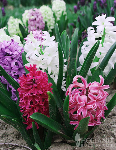 Berries &amp; Cream Hyacinth Collection - 84130