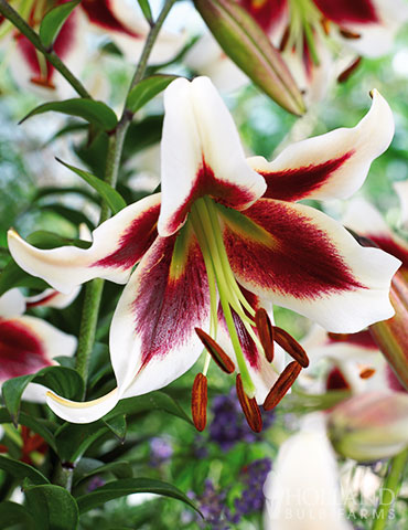 Tiger Lily Perennial Resistant Oriental Lilies Bulbs Flower Red Gifts Courtyard