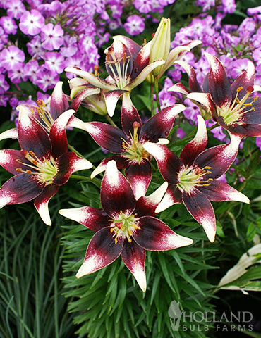 Bi-Color Asiatic Lily Blend - 86177