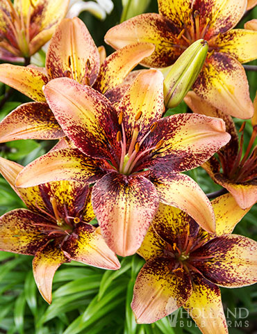 Bi-Color Asiatic Lily Blend - 86177