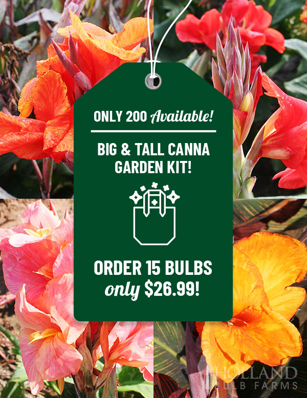 Big and Tall Canna Garden Kit