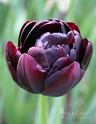 Black Hero Double Tulip 