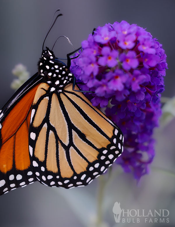 Black Knight Butterfly Bush Pre-Potted Shrub | Holland Bulb Farms | 97000
