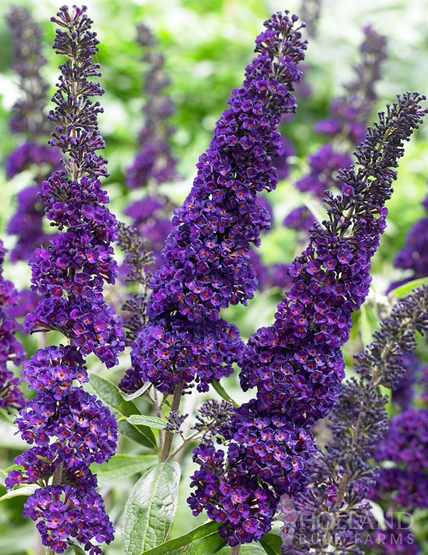 Black Knight Butterfly Bush Pre-Potted Shrub