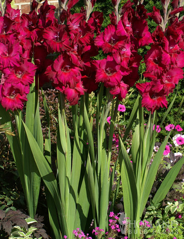Black Surprise Large Flowering Gladiolus - 76116