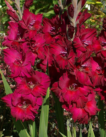 Black Surprise Large Flowering Gladiolus 