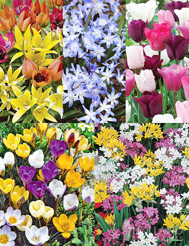 Bloom Parade Garden Kit- 60 Days of Blooms - 89510