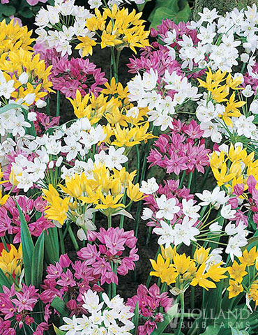 Bloom Parade Garden Kit- 60 Days of Blooms - 89510
