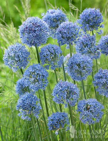 Blue Allium (or Azure Allium)