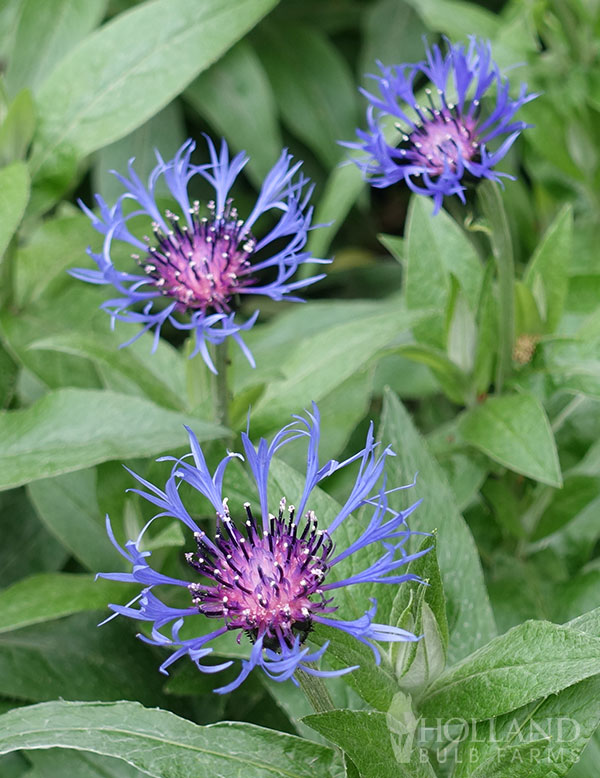 Blue Bachelor Button Pre-Potted Duo