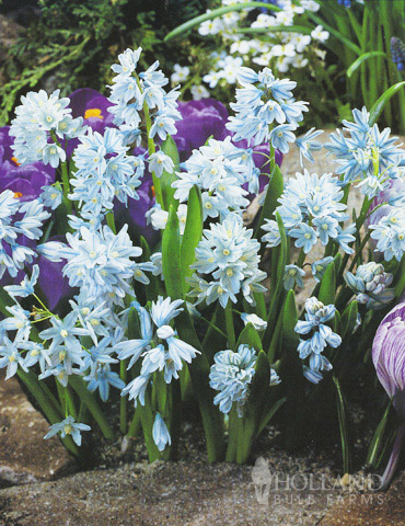 Blue Blooms in Spring Collection - 89107