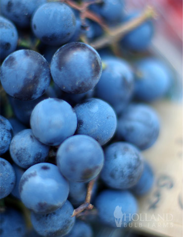 Blue Concord Grape Plant