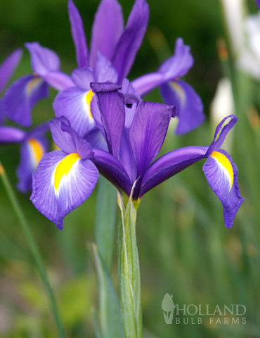 Blue Diamond Dutch Iris 